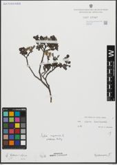 Foto von Salix alpina Scop. x Salix breviserrata Flod.